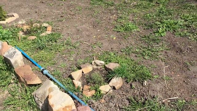 Как Правильно Посадить Тую! Пересадка Туи Своими Руками! Год Спустя (#Стройка Руками) смотреть онлайн