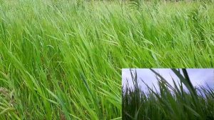 Трава на ветру | Вдохновение рядом | Медитация | Отвлекись и отдохни