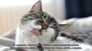 Кошка или собака: кто лучше и кого завести