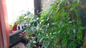 indoor flowers ?Комнатные цветы ?Обзор?Найденыши