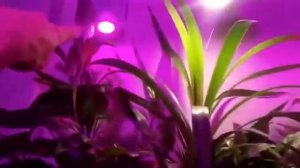 Фитофильтр свет результат 6 месяцев