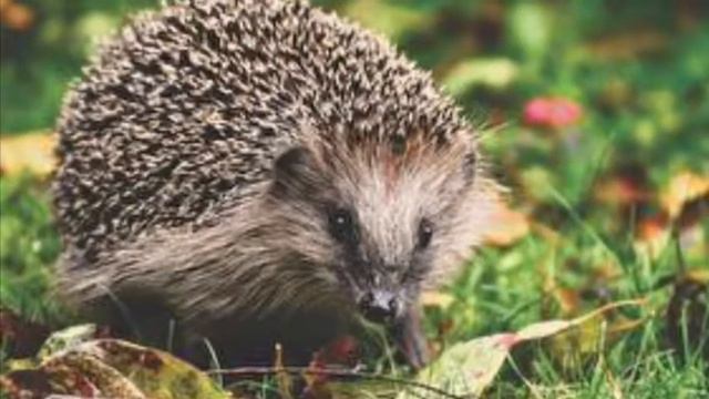 ГОЛОС КНИГИ 2018-2019 Читает Балабан Ясна "Год в лесу" Х. Апорнсири смотреть онлайн