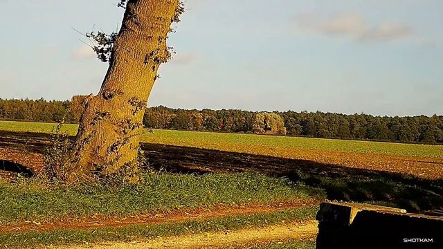 Windy afternoon flighting Woodpigeons 21/10/21 смотреть онлайн