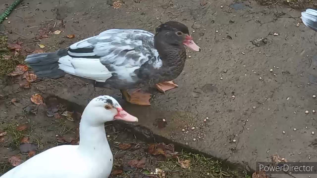 Продаю семью индоуток. мускусных уток. смотреть онлайн