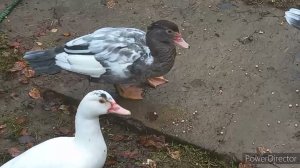 Продаю семью индоуток. мускусных уток.