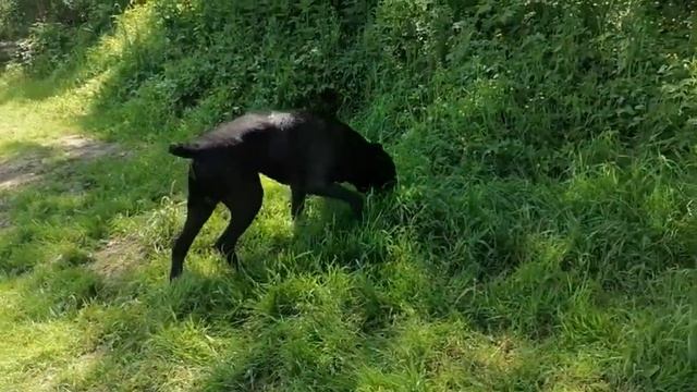 питомник кане корсo .... kennel cane corso ELITE LEGION