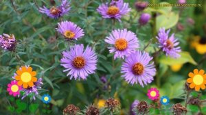Астра кустарниковая Хербстфлиедер. Краткий обзор, описание характеристик aster dumosus Herbstfliede