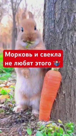 Как НЕ ПОГУБИТЬ морковь и свеклу
