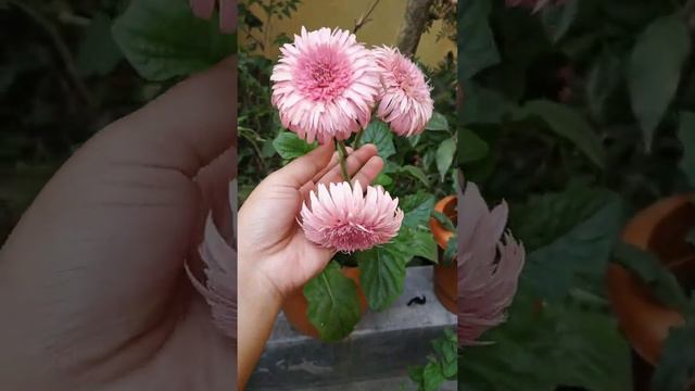 Gerbera