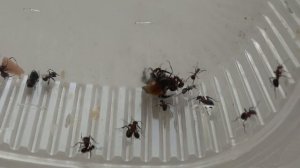 МУРАВЕЙ ПРОТИВ ШМЕЛЯ