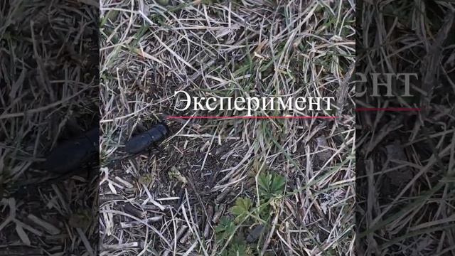 ВАУ! ЖУК РОГАЧ/ МЕДВЕДКА БОРЬБА НА ОГОРОДЕ! ДЁШЕВО смотреть онлайн