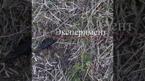 ВАУ! ЖУК РОГАЧ/ МЕДВЕДКА БОРЬБА НА ОГОРОДЕ! ДЁШЕВО