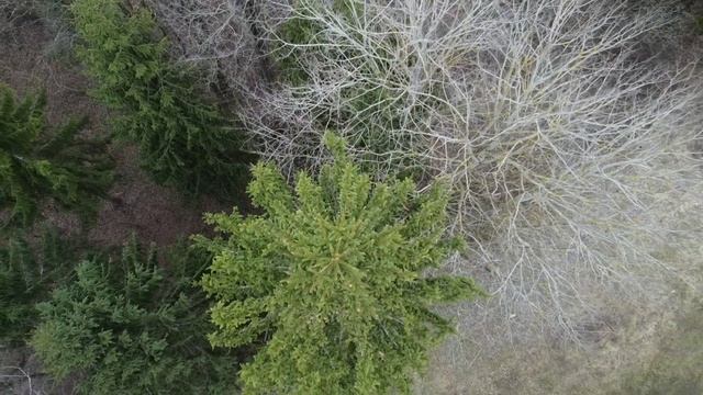 Над весенним лесом? смотреть онлайн