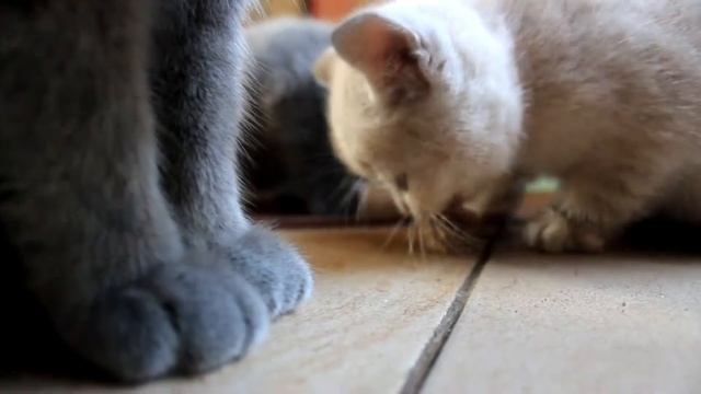 Британская короткошёрстная кошка