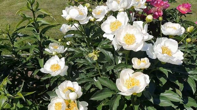 ПИОН "JAN VAN LEEUWEN" В МОЕМ САДУ!!! смотреть онлайн