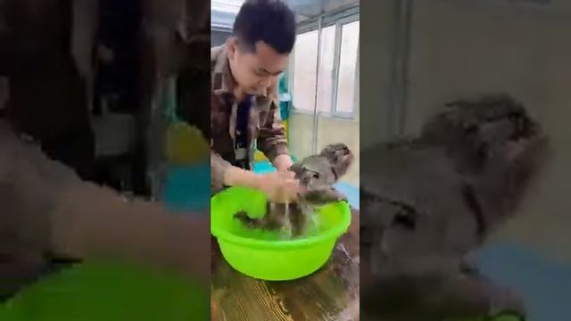 КУПАНИЕ ОБЕЗЬЯНКИ. смотреть онлайн