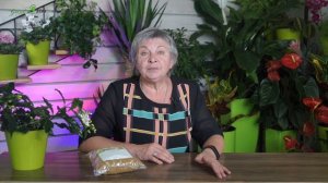 Сидерат Белый Клевер ✔️ Как Привлечь Шмелей в Сад и Огород