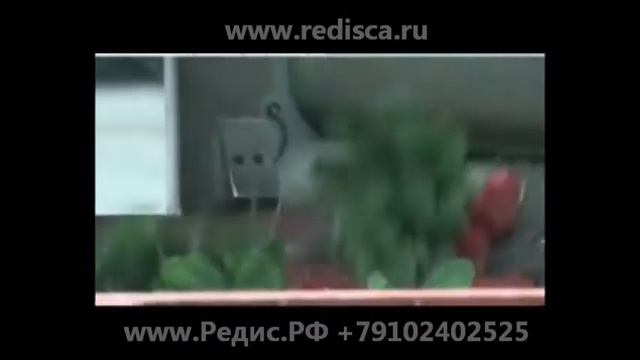 Редисоуборочный комбайн, уборка редиса в теплицах Редис РФ смотреть онлайн