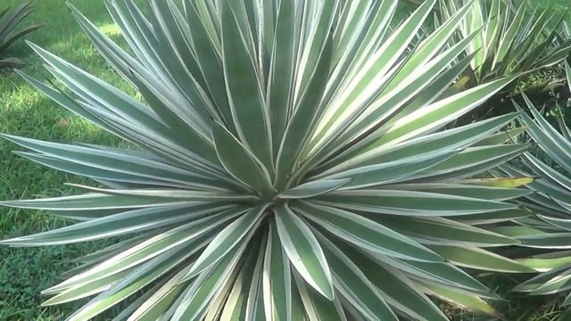 AGAVE: Angustifolia var Marginata смотреть онлайн