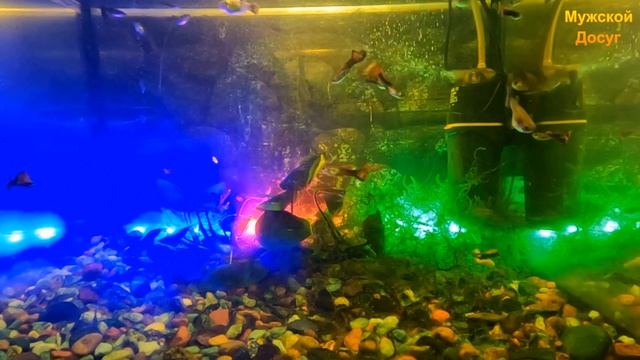 Новогодняя сказка в моём аквариуме. смотреть онлайн