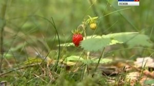 Национальный парк Себежский. Часть II 13.09.14