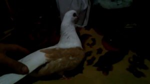 Голуби Чилики