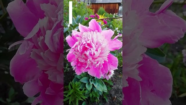 Розовые пионы.?(pink peonies).