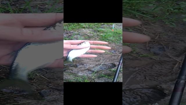Хорошая рыбка уклейка