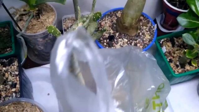 Установка подсветки для комнатных растений #комнатные