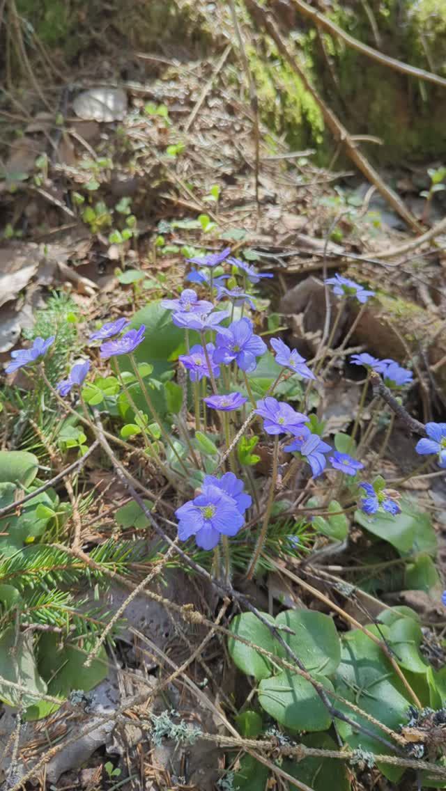 Печёночница благородная, весенний первоцвет. 30.04.24г.