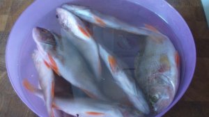 Вяленый окунь с пряностями. Вяление речной рыбы с перцем и лавровым листом.