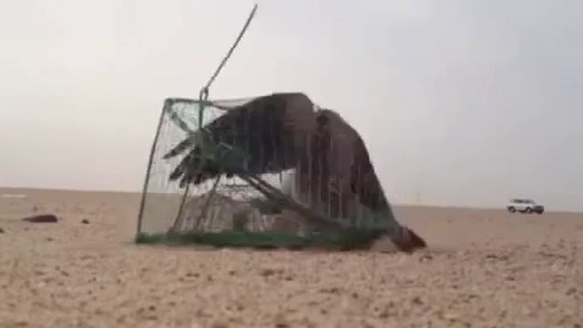 Ловля сокола в арабских странах смотреть онлайн