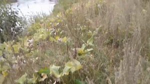 Река барыш,заброшенный мост,деревня Малый барышок.