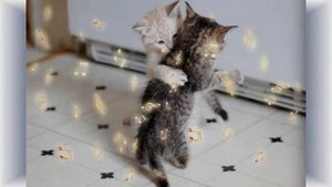 кошки кошки кошки