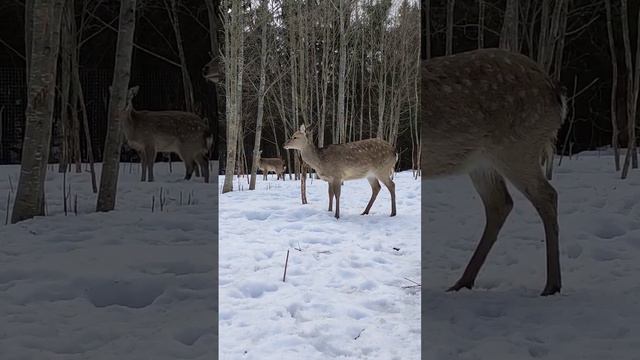 Изящный пятнистый олень в Подмосковном сафари-парке #dappleddeer #пятнистыйолень #забавныеживотные