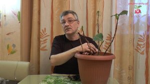 Зимовка гортензии крупнолистной #urozhainye_gryadki