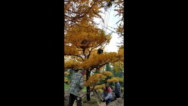 Ниваки из лиственницы гмелина переезжает от нас на новое место к хорошим людям
