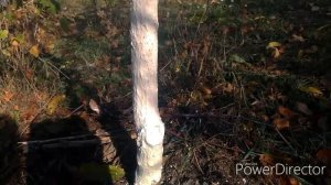 Осенняя обработка поврежденного ствола дерева