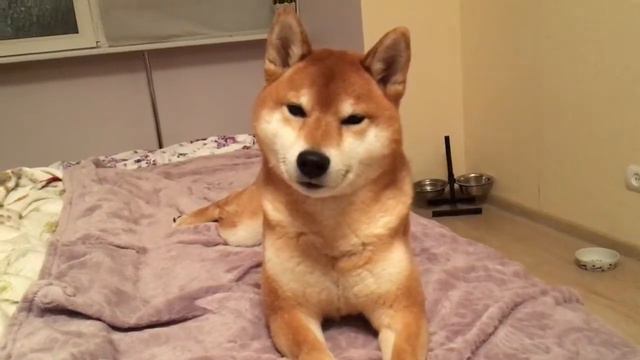 Сиба ину и вкусняшка. смотреть онлайн
