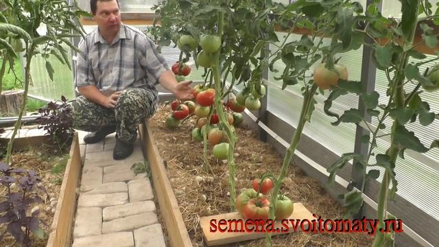 Проверенный сорт томатов: 
