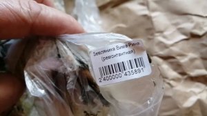 КЛУБНИКА НА БАЛКОНЕ (1). МОЙ ЭКСПЕРИМЕНТ! ?