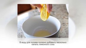 КОФЕ АРАВИЙСКИЙ. Уход за кофейным деревом в домашних условиях