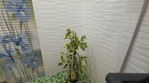 Комнатные растения. Обрезка фикуса Голден Кинг. Секреты быстрого укоренения фикуса. #обзор