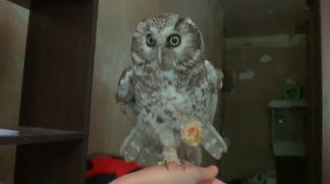 Мохноногий сыч Чучундрий