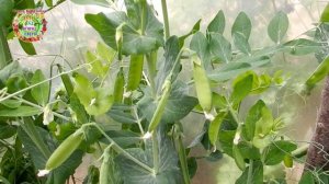 Можно ли к майским праздникам вырастить горошек? Есть ли такие сорта гороха для теплиц? Когда сеять