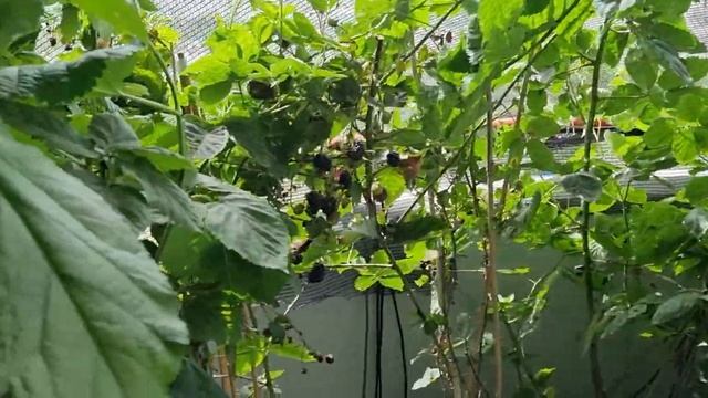 Малина на балконе 2023 смотреть онлайн