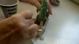 Дрифтвуд домик на острове.Рисую окна и двери на готовом домике.