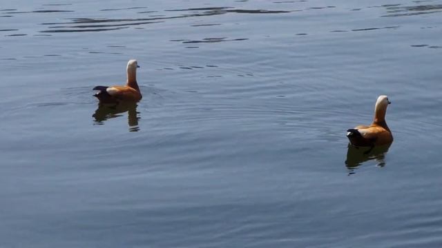 Утки-огари в Большом Дворцовом пруду (усадьба Кусково) смотреть онлайн