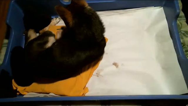 Shiba Inu puppies born 1/30/19 : Haiku & Frank spawn смотреть онлайн