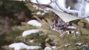 Голоса птиц: мохноногий сыч